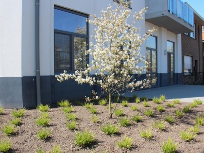 Aanleg tuin